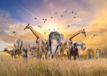 Wildlife