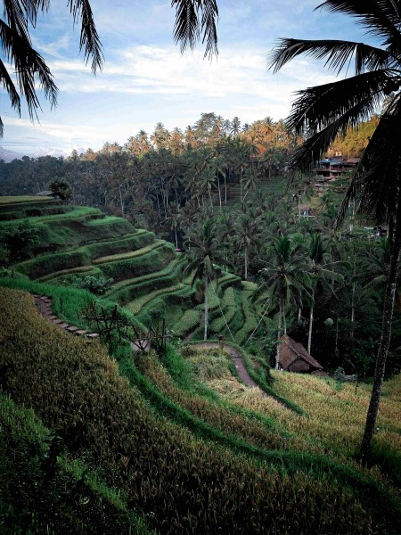 Empowered & Unstoppable: A Bali Journey for the Strong Women