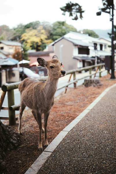 Japan in Bloom – Solo Women’s Edition
