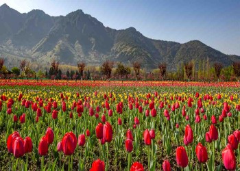 Kashmir In Bloom