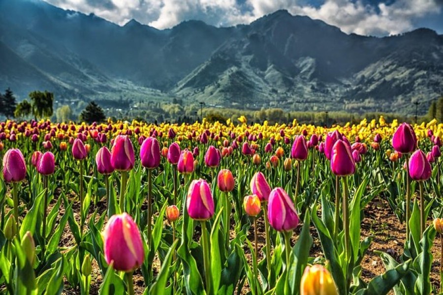 Kashmir Tulip Trails
