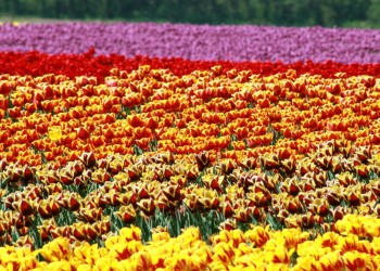 Kashmir Spring Symphony